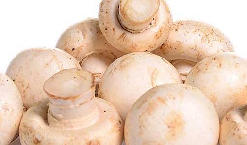 口蘑中的口是指