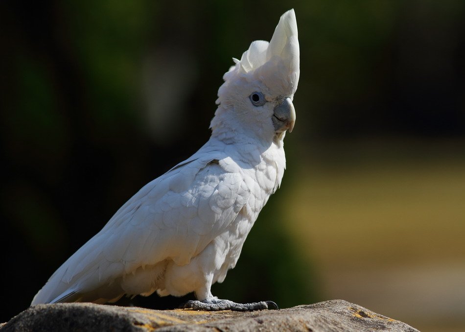 白尾黑凤头鹦鹉的外形特征