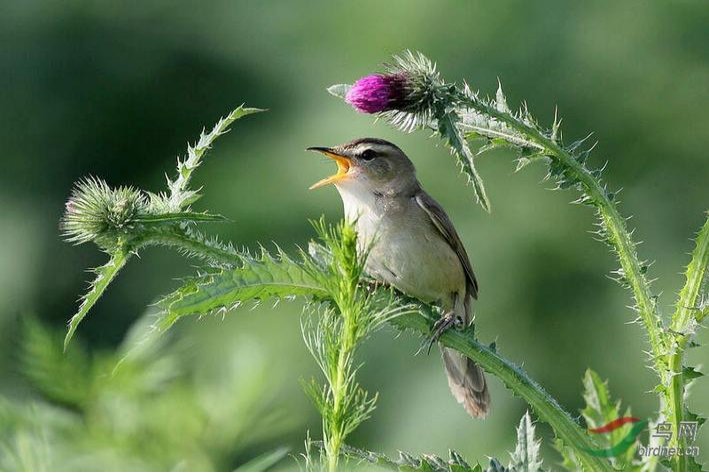 鸣的拼音和组词