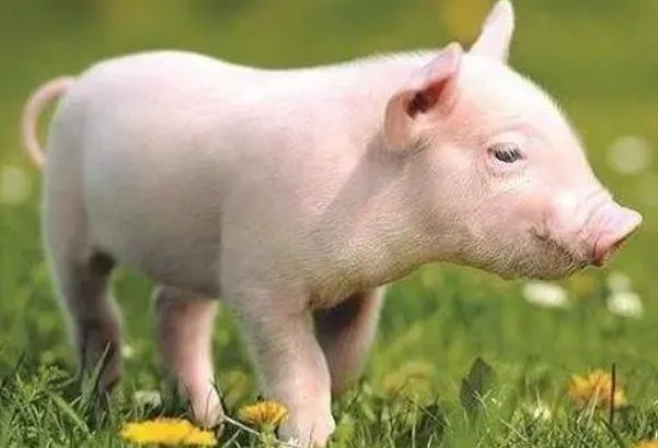 和平共处什么肖