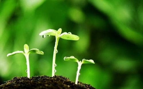 萌发的意思和拼音