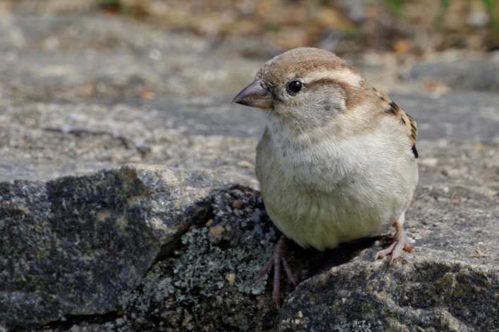 现存的鸟类中没有哪种器官