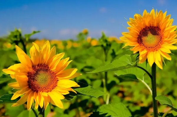 世俗的意思解释