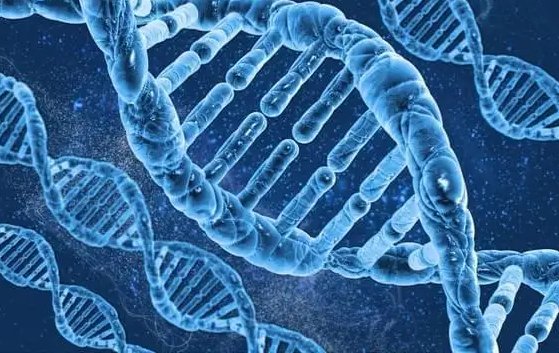 动物dna与人类dna有什么区别？