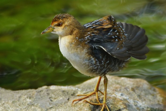 现存的鸟类中没有哪种器官