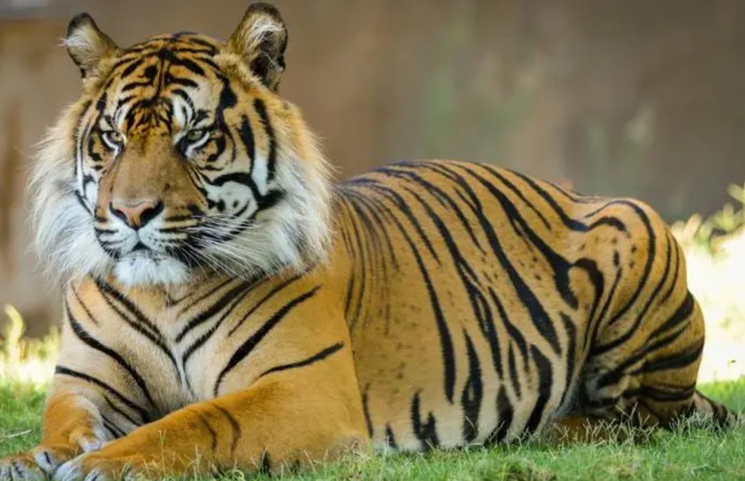 刻鹄不成指什么动物