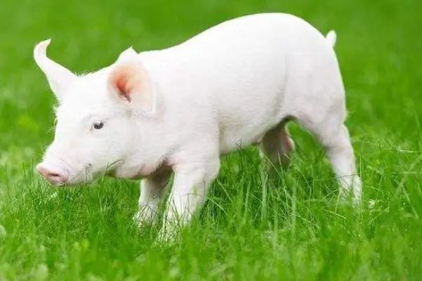 十里飘香打一生肖最佳答案是什么