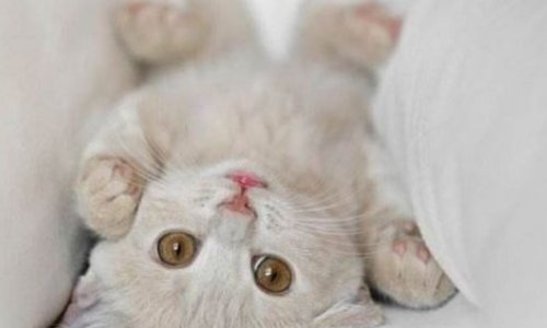 “萌”是什么意思