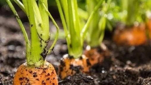 胡萝卜苗长大了需要把茎杆踩倒吗？有什么依据呢？