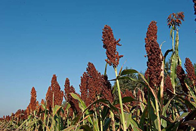 一物生得真奇怪,高来高去一丈二。猜一物？