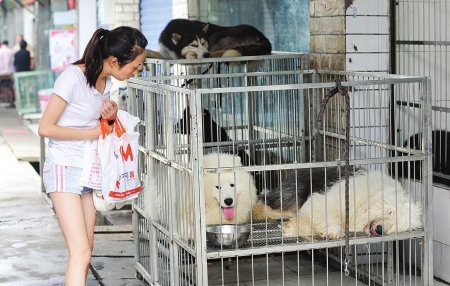 成都哪里有卖宠物的？
