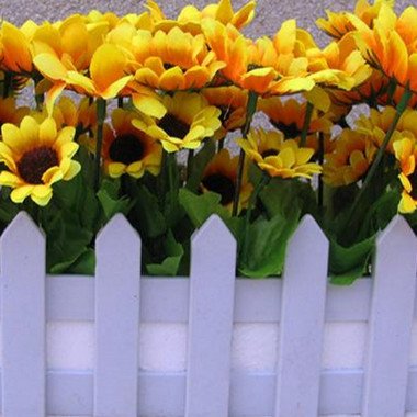 UP向日葵的关于《UP向日葵》