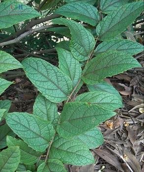 菱属的各种特征