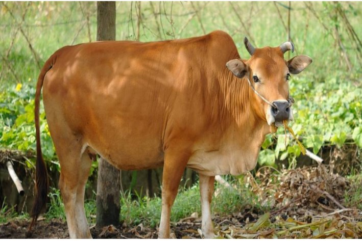 冶乱扶危是什么生肖