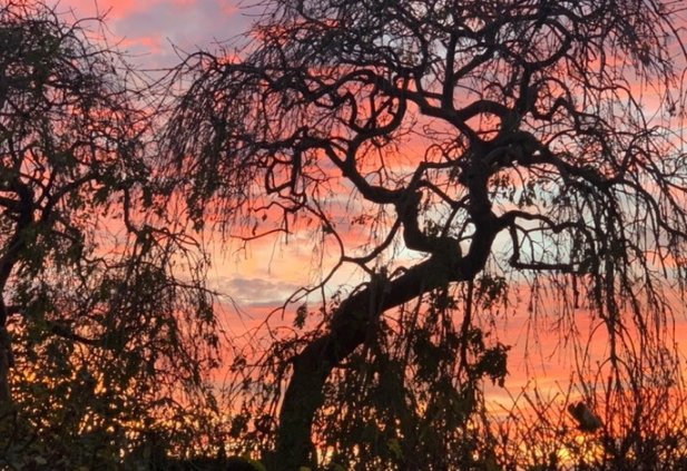 “乂氼”是什么意思？