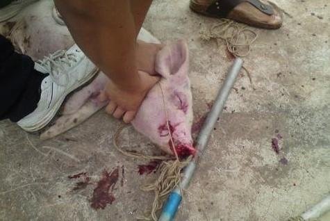 虐猪门的内容质疑