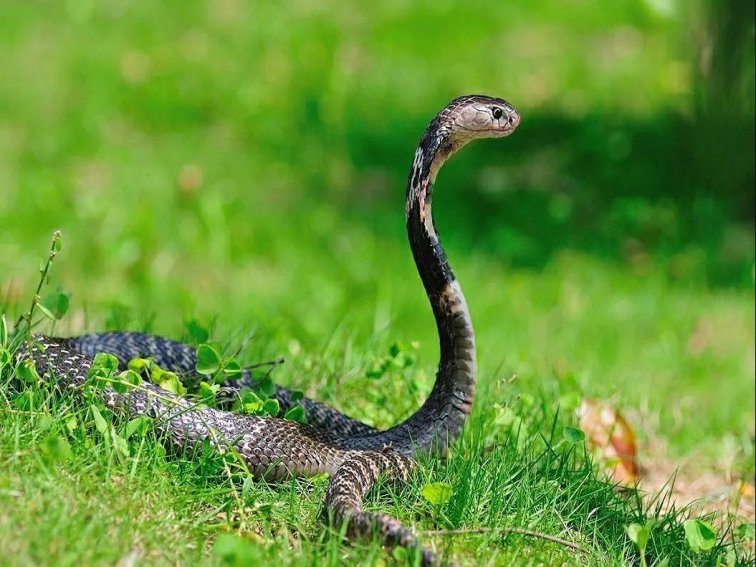 虫字旁有什么字