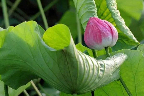 花中君子的下一句是什么,三年级