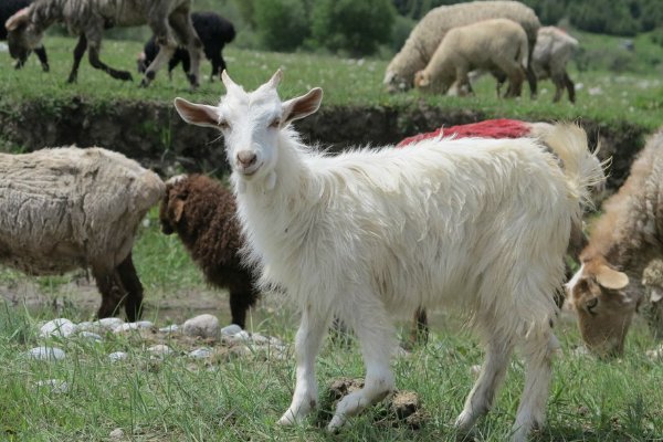 雄才盖世形容什么动物生肖