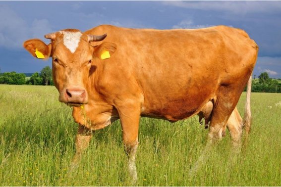 奋发有为打一生肖