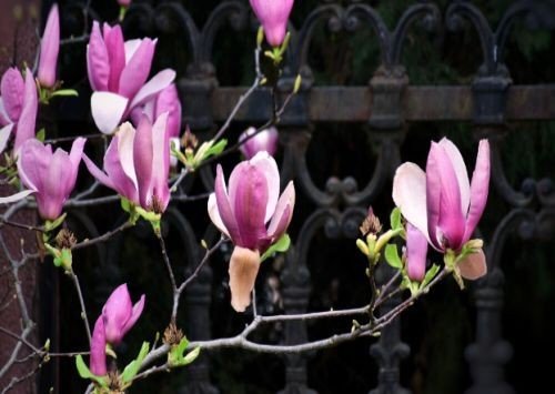 现代诗冰心的繁星短诗