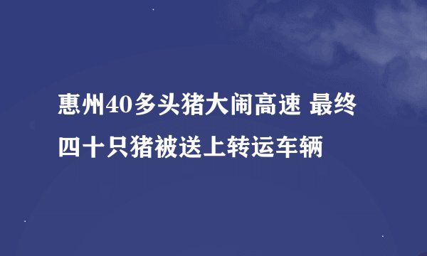 惠州40多头猪大闹高速 最终四十只猪被送上转运车辆
