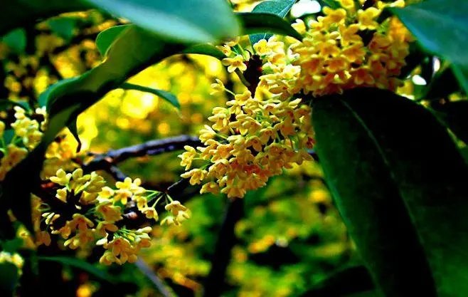 十里飘香打一生肖最佳答案是什么