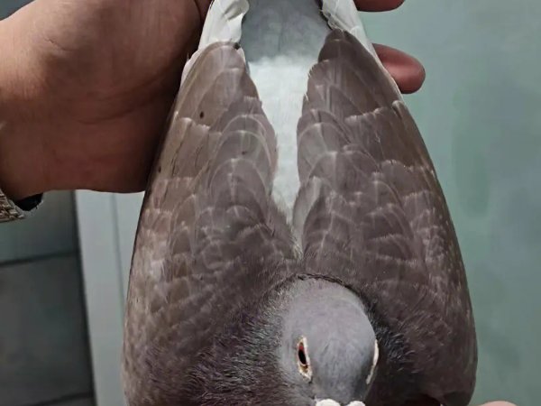 唐山阳光国际赛鸽公棚小棚入棚清单