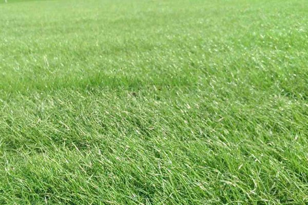 芳草萋萋的含义