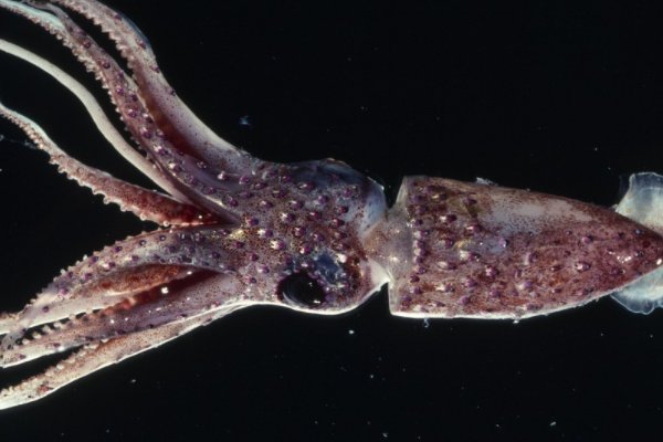 鱿鱼官网by1259换到by9225了吗？