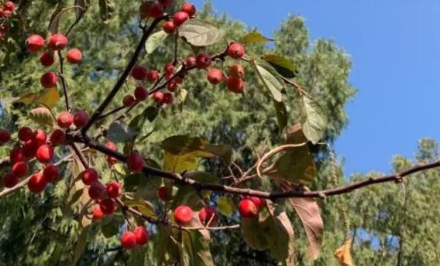 2020年几月几日立冬