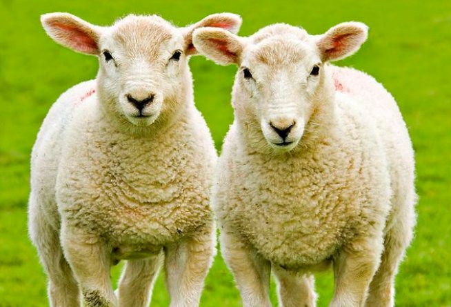 一家三囗是什么生肖