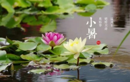 民间谚语小暑一声雷倒转做黄梅，黄梅指的是什么？