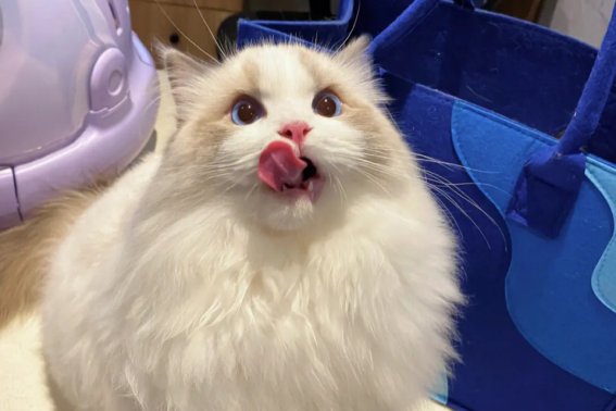 琪琪格是什么意思啊