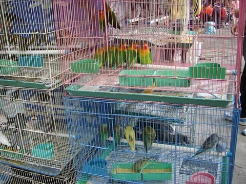 成都哪里有卖宠物的？