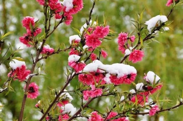 春天古诗最好的10首