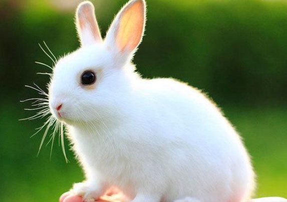 兔子的哪些部位不能随便碰