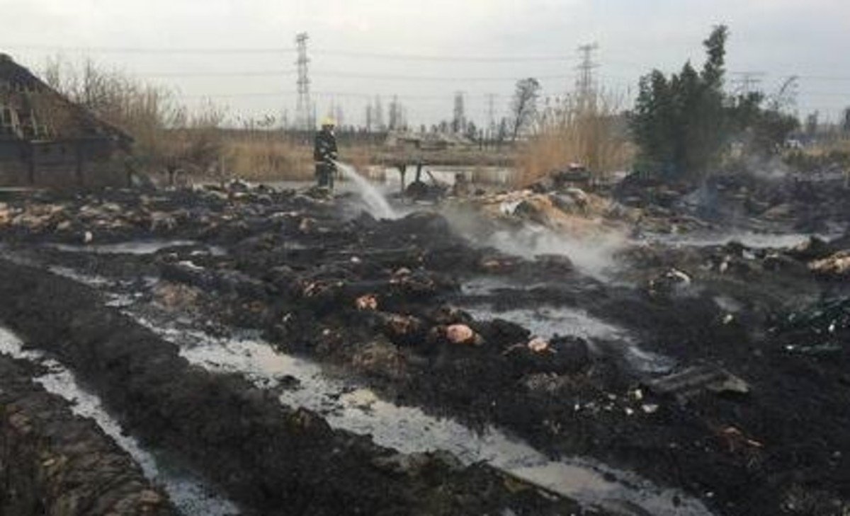 湖南一养猪场起火150头猪被烤焦，这给养猪场老板造成了多大的损失？