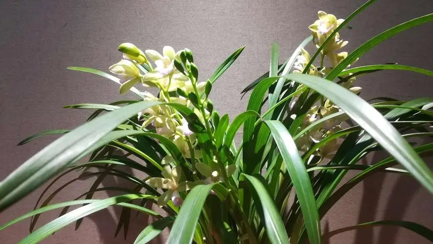 芝兰的寓意和象征是什么？