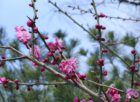 春天古诗最好的10首