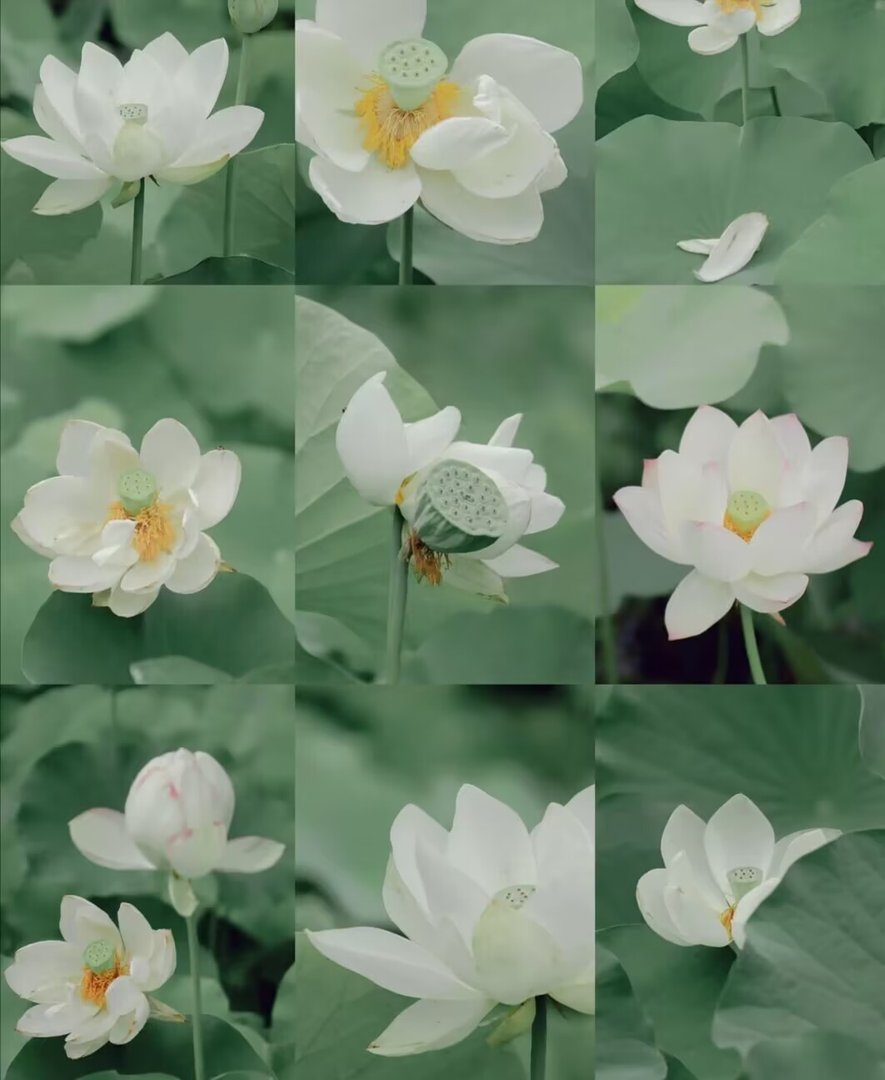 白莲花是什么意思？什么是白莲花？