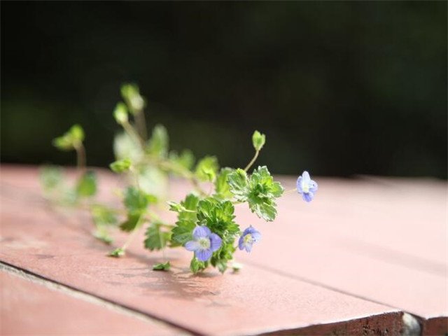 老人过生日说点什么祝福的话