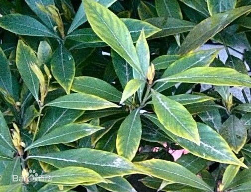 金丝楠木树叶是什么样子?谢谢