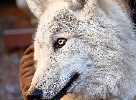 《狼国的密秘》读后感1000字怎么写？