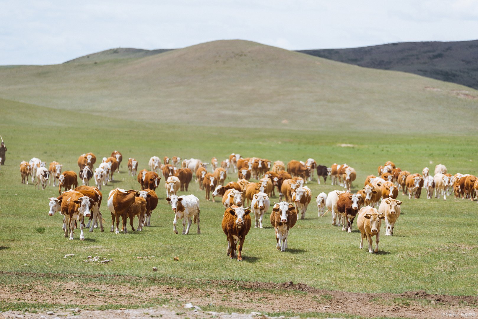 相传牛是麒麟变的，那么牛年有什么故事？牛的精神象征意义是什么？