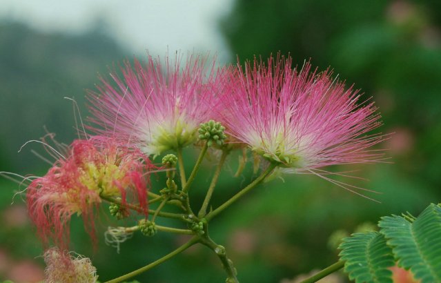 佳节团圆笑哈哈打一花名(打一植物)？