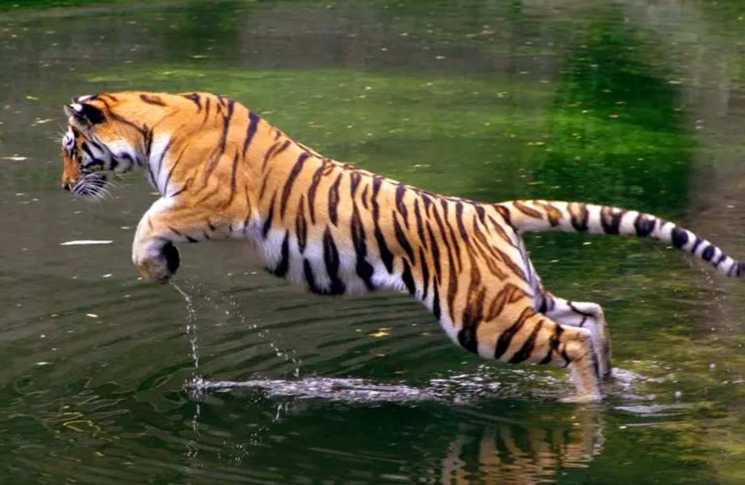 刻鹄不成指什么动物