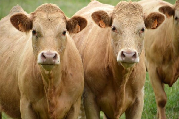 筋疲力尽什么生肖