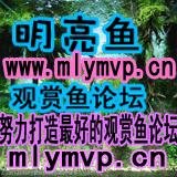 最好的罗汉鱼论坛