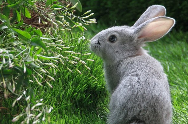 霜露之疾指什么生肖准确答案